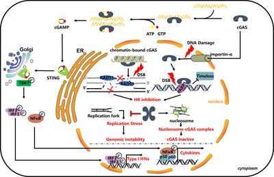 cGAS in nucleus: The link between immune response and DNA damage repair